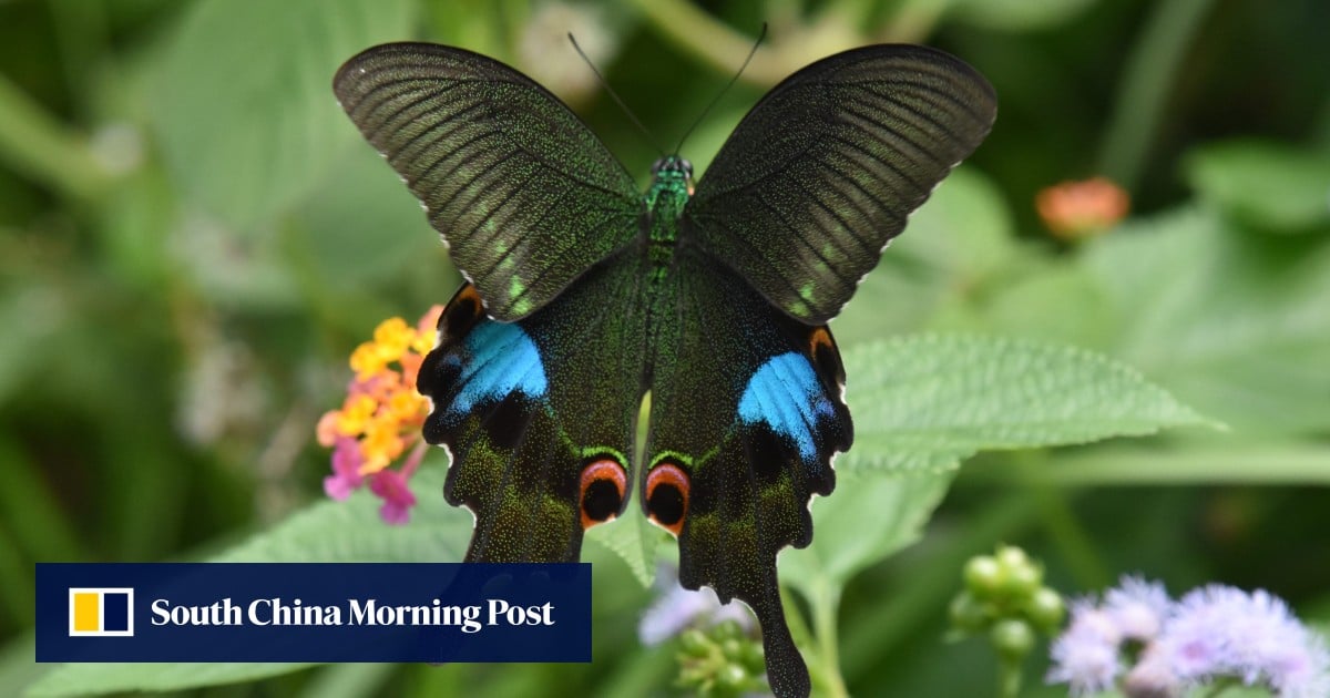 Why Hong Kong is a butterfly lovers’ paradise and where to see them