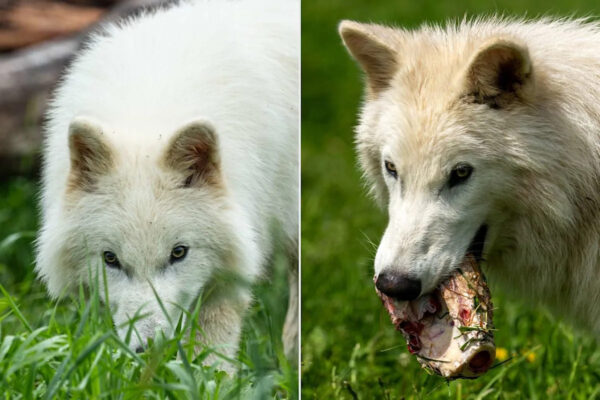 De-Extinct Dire Wolves Are Officially Larger Than Modern Grey Wolves, And There Are Plans to Make More Yahoo news home