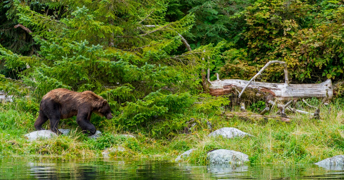Hikers "had to fight off" bear that attacked in national park, Alaska officials say