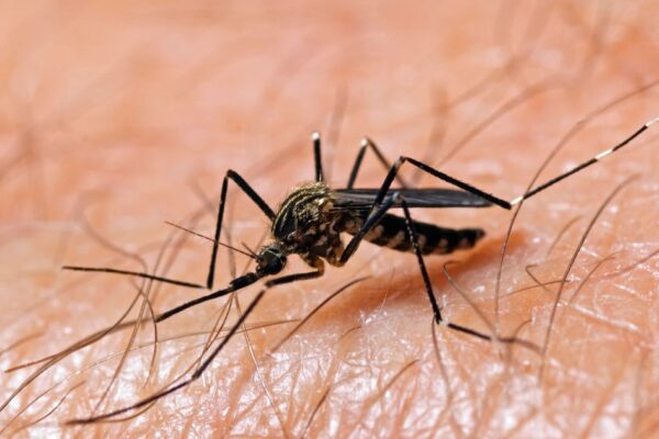 Map shows West Nile virus cases as officials warn season isn't over