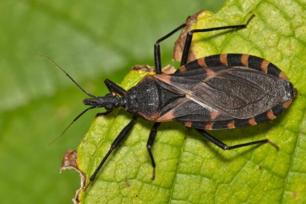Chagas disease, or deadly "kissing bug" disease, has spread in the U.S. Here's what to know.