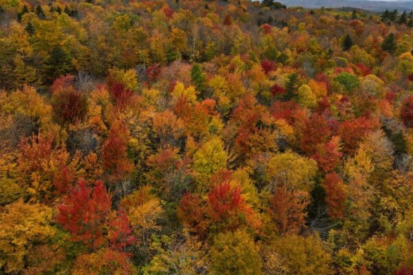 Fall foliage maps show when peak color is expected across the U.S. this year
