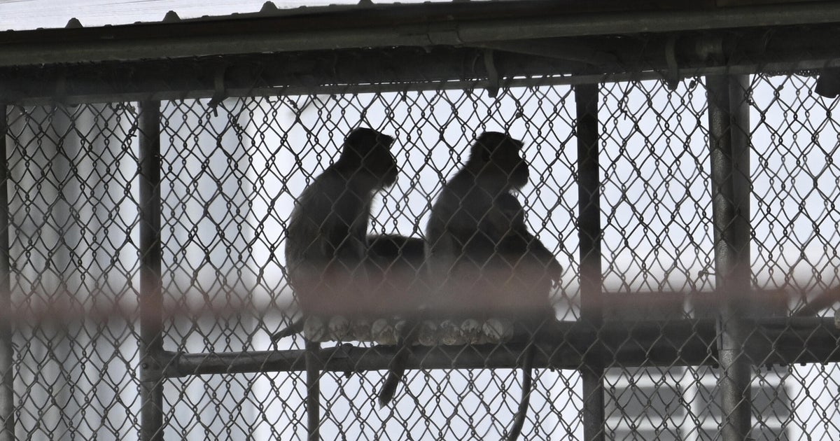 Animal rights groups question Trump administration's commitment to cut back on primate experiments