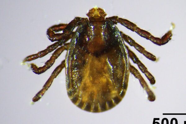 The invasive Asian longhorned tick has been spotted in a new part of the U.S. Here's what to know.