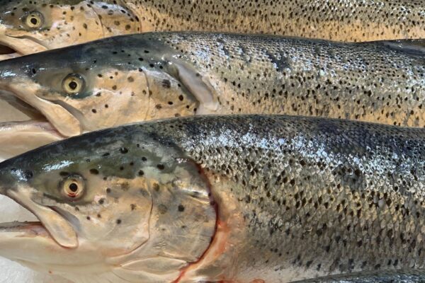 Chinese wholesale Atlantic salmon prices fall from all origins in final days of national holiday China's Atlantic salmon prices mixed ahead of national holiday