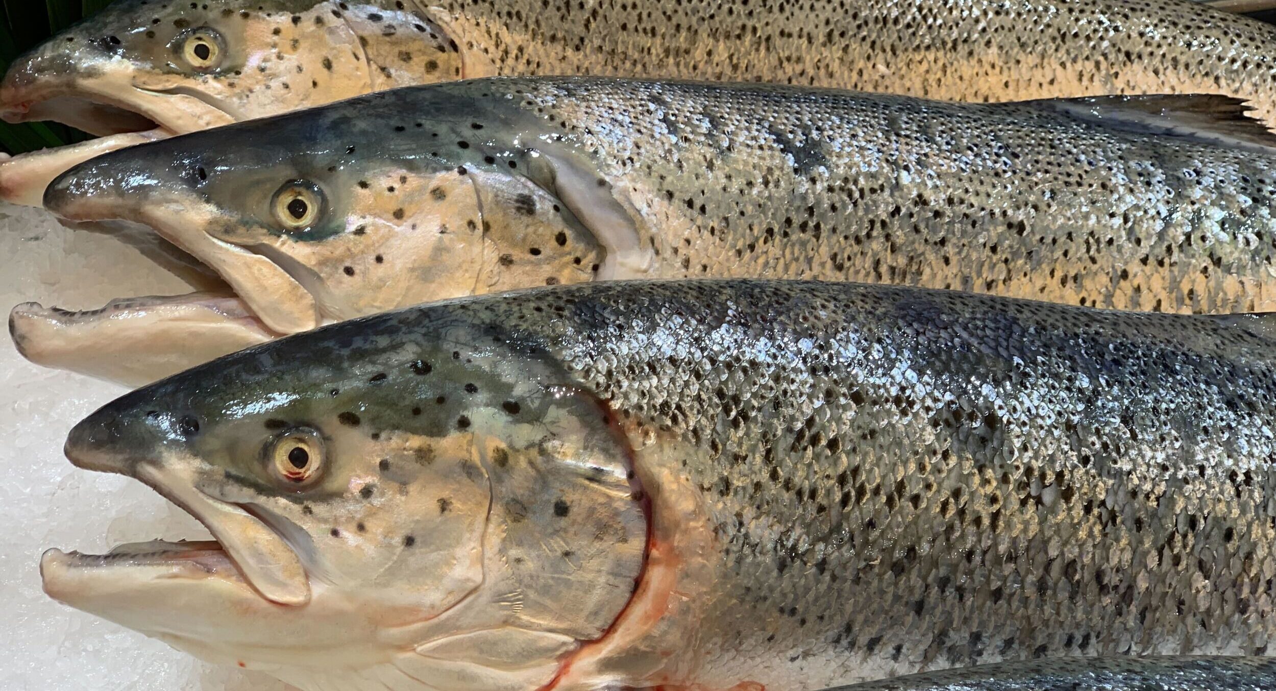 China's Atlantic salmon prices mixed ahead of national holiday