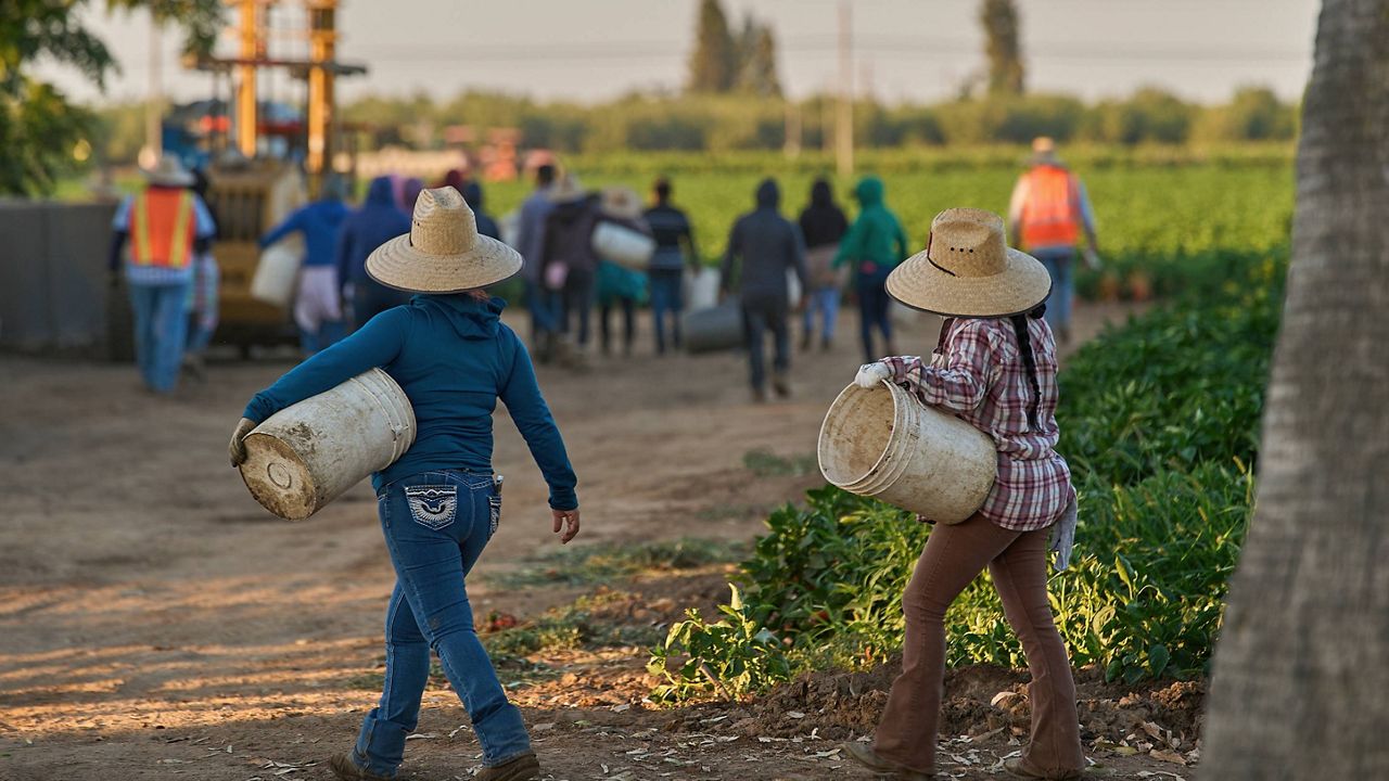 Migrant farmworkers head to pick crops on an early morning in Fresno, Calif., on July 18, 2025. (AP Photo/Damian Dovarganes, File)