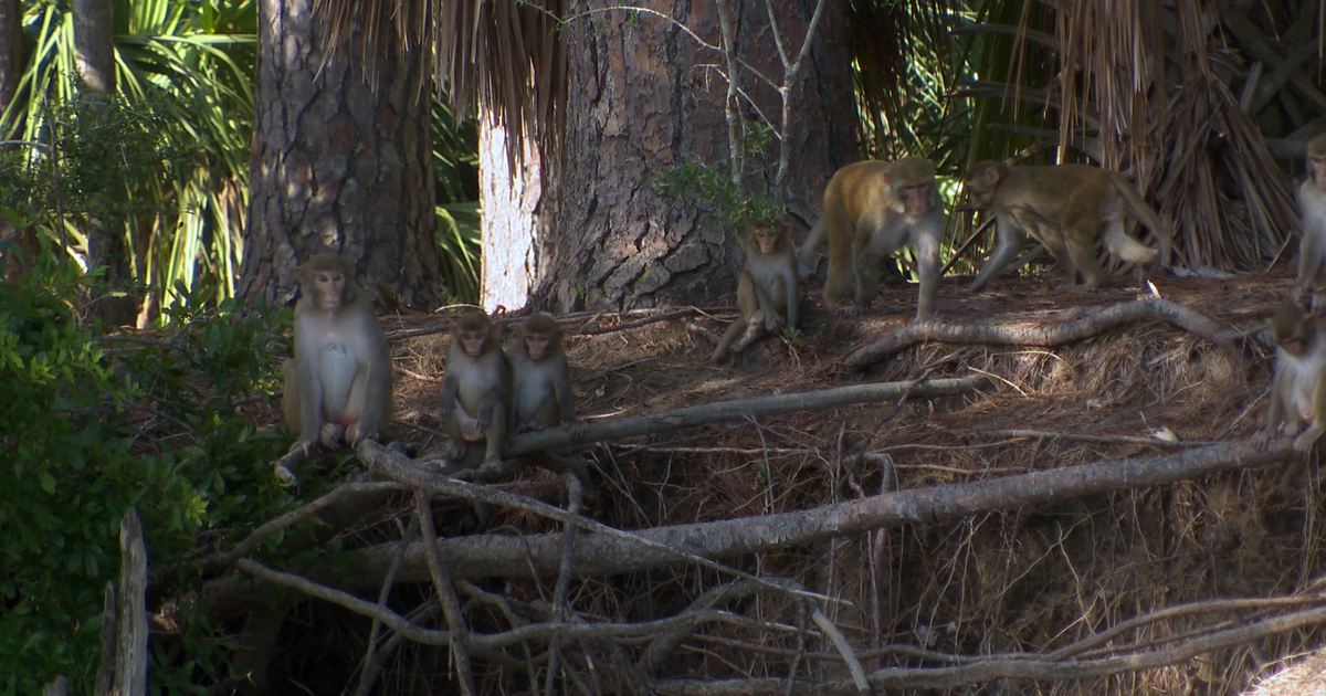 White House slashes medical research on monkeys and other animal testing, sparking fierce new debate