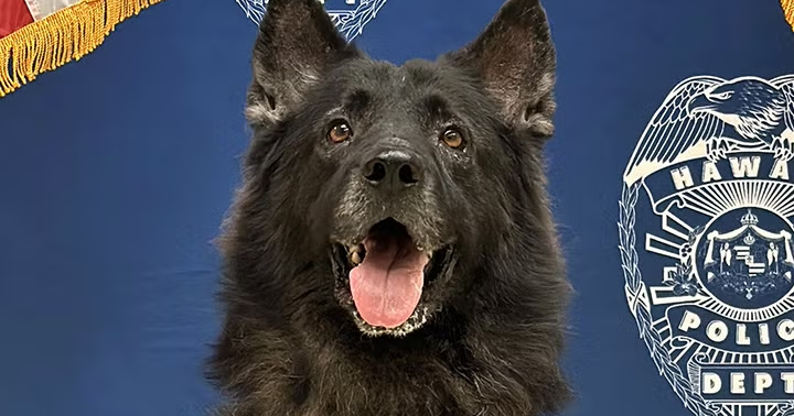 Police dog dies after being left in hot car in Hawaii: "Preventable tragedy"