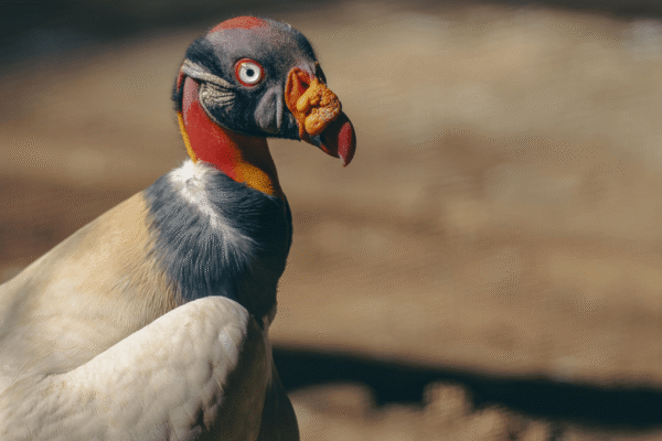 11 majestic photos of vultures for International Vulture Awareness Day