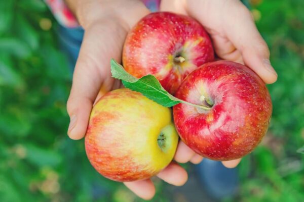 What Happened to My Body When I Ate an Apple Every Day What Happened to My Body When I Ate an Apple Every Day