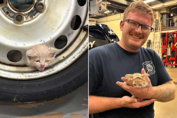 Tiny Kitten in Illinois Rescued After Getting Head Caught in Tire: See Photos
