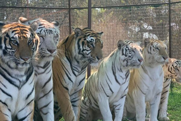 Tiger kills animal handler at wildlife preserve in Oklahoma
