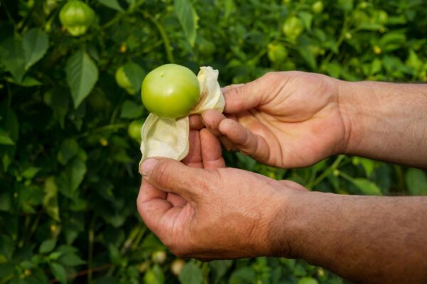 Tomatillo—yes or no? For healthy eating, the answer is easy