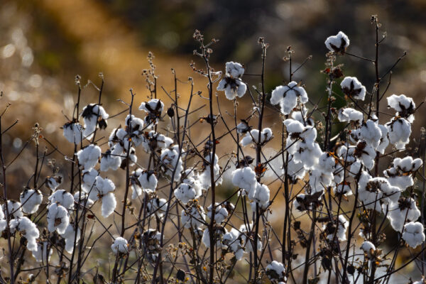 Unreliable Data Exposes the Complexity of Fashion’s Fiber Composition Unreliable Data Exposes the Complexity of Fashion’s Fiber Composition