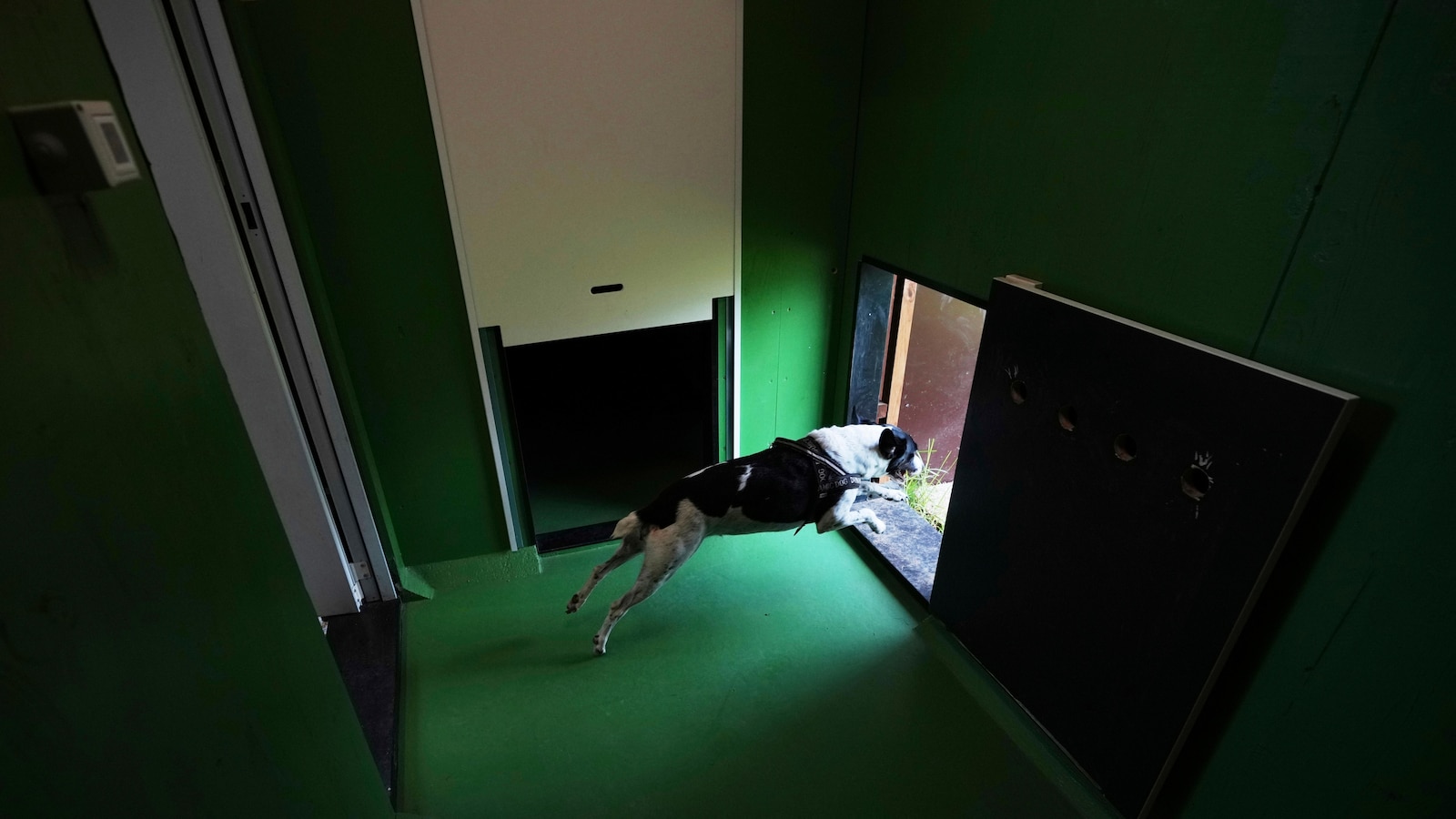 Rome's airport opens luxurious dog hotel with pampering services
