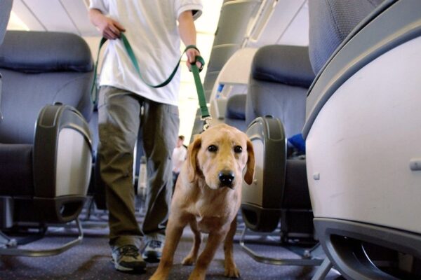 Pets can be classed as luggage on planes in blow for animal owners Daily Mirror