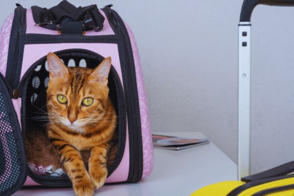 Akasa Pets Policy: Love traveling with pets? This airline will let you fly with two pets in the cabin now! | Akasa Pets Policy: Love traveling with pets? This airline will let you fly with two pets in the cabin now! |