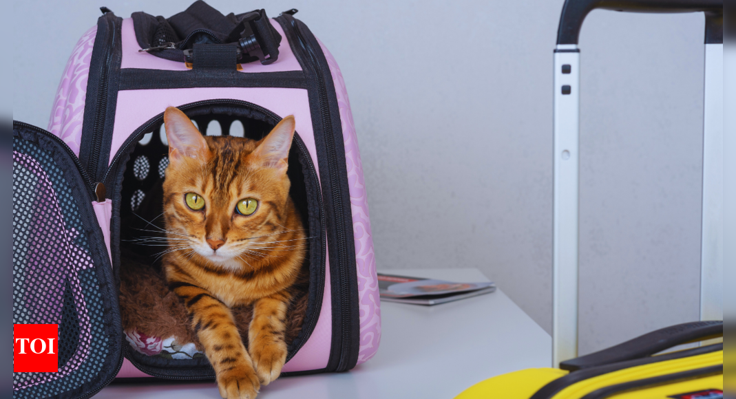Akasa Pets Policy: Love traveling with pets? This airline will let you fly with two pets in the cabin now! |