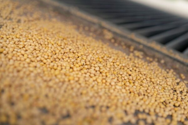 China Is Refusing to Buy US Soybeans. What Does It Mean for American Farmers?