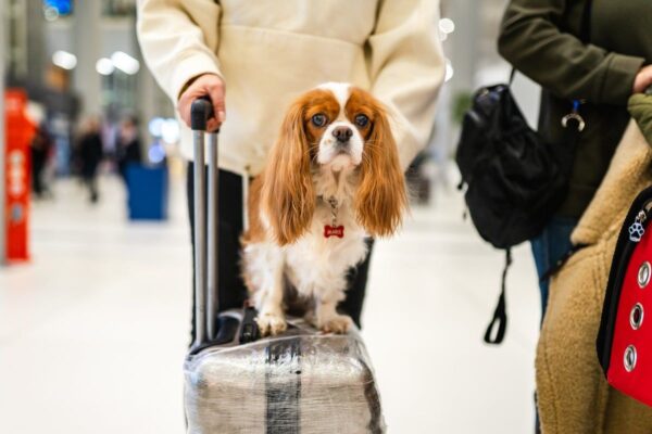 Big change for travelling with pets in Europe