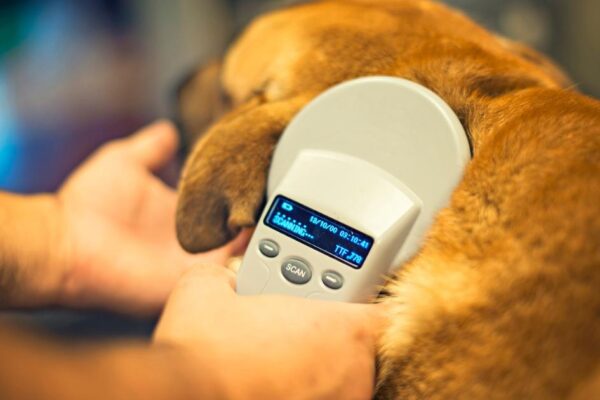 Do you need to microchip your dog? Rules and consequences