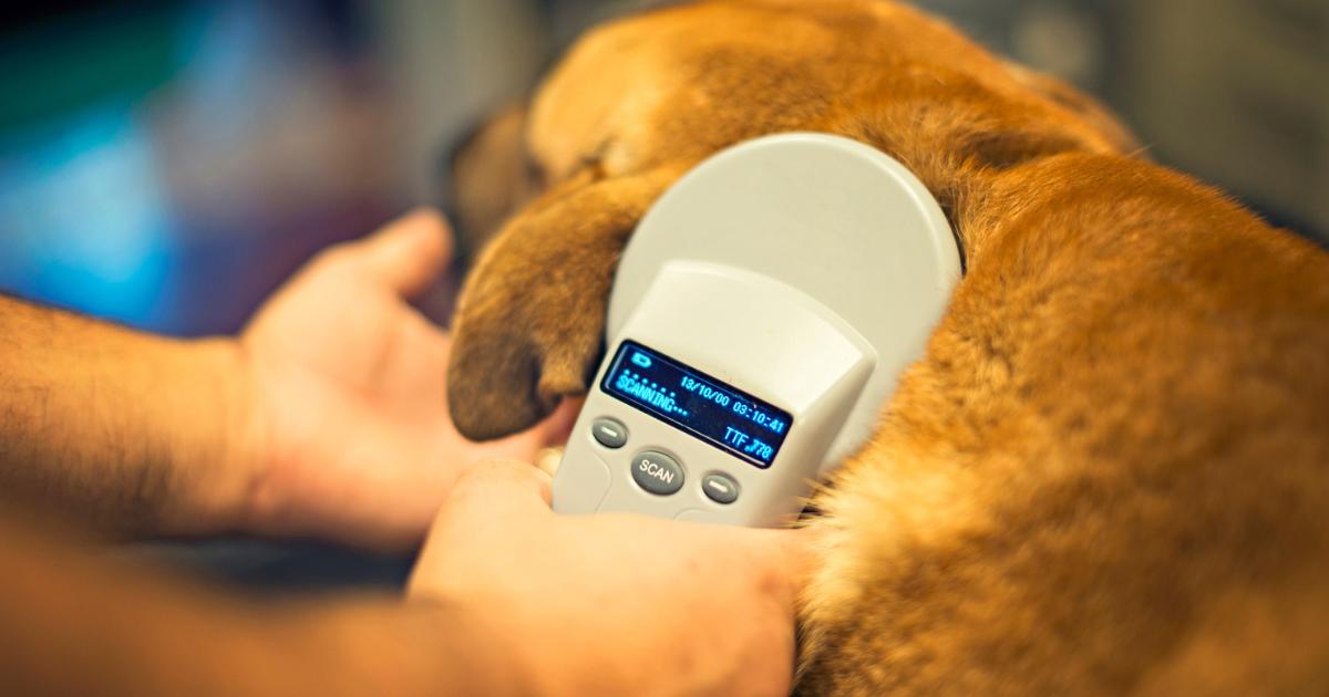 Do you need to microchip your dog? Rules and consequences