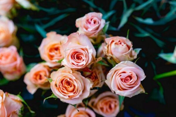 Hyperfast GB sponsors Cumbria in Bloom Presentation Days