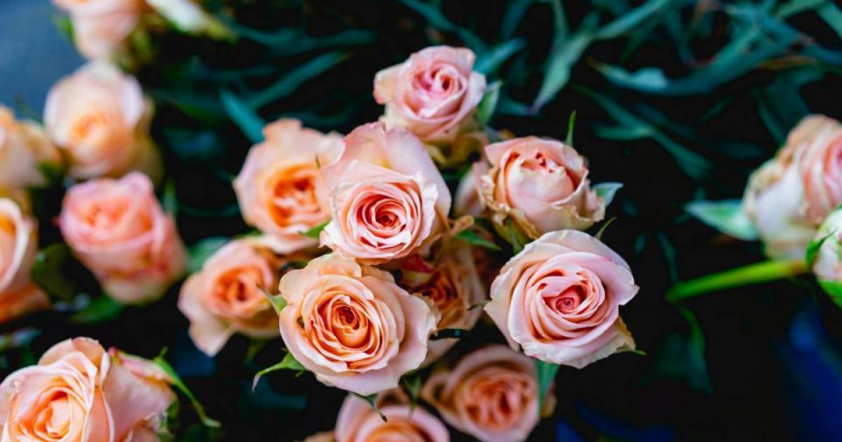 Hyperfast GB sponsors Cumbria in Bloom Presentation Days