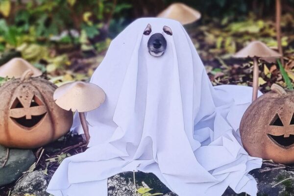 Kensington High Street Halloween events to include dog parade