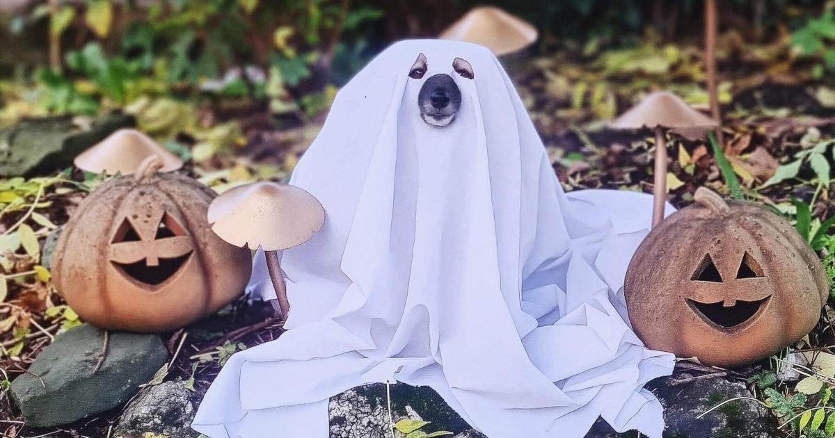 Kensington High Street Halloween events to include dog parade