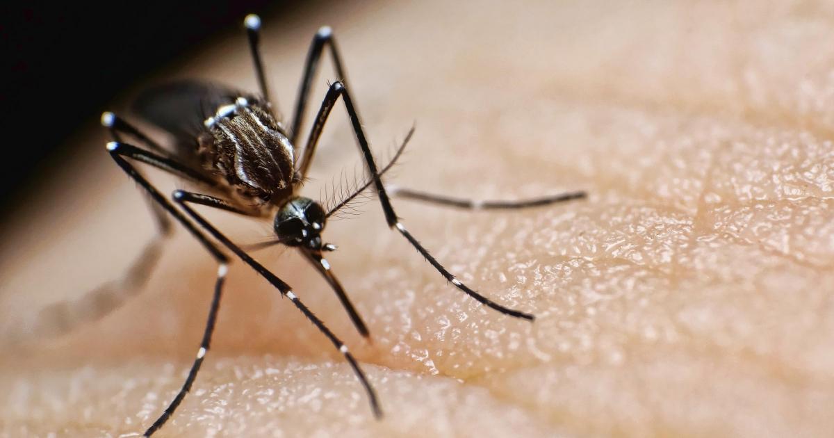 2 species of disease-carrying mosquitoes found in the UK