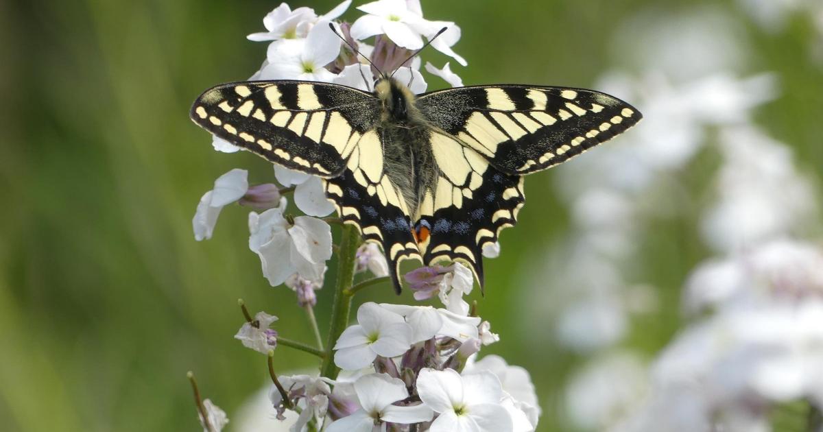 Researchers use cryopreservation to help survival of rare British butterfly