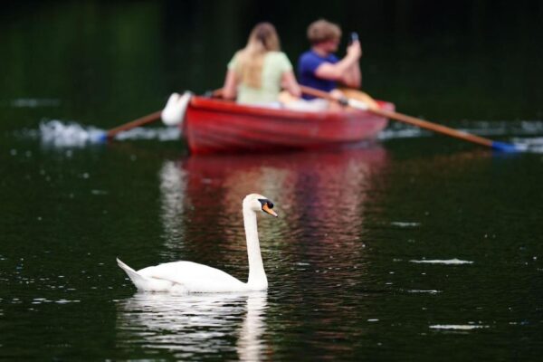 Fact check: Are migrants catching and eating swans and carp?