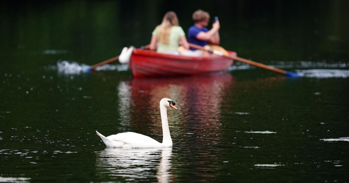 Fact check: Are migrants catching and eating swans and carp?
