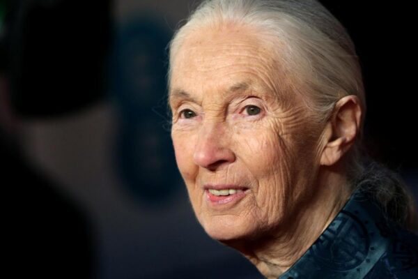Conservationist and chimpanzee expert Dame Jane Goodall dies aged 91