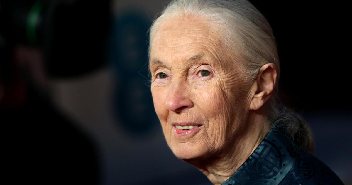 Conservationist and chimpanzee expert Dame Jane Goodall dies aged 91