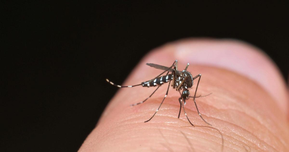 What is dengue fever and am I at risk?