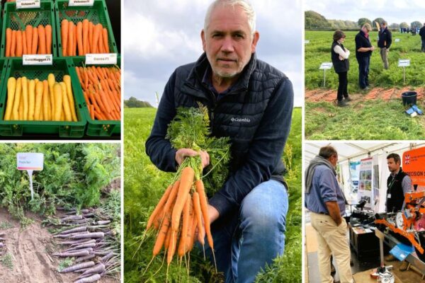 British carrot growers see crop innovations at Norfolk demo