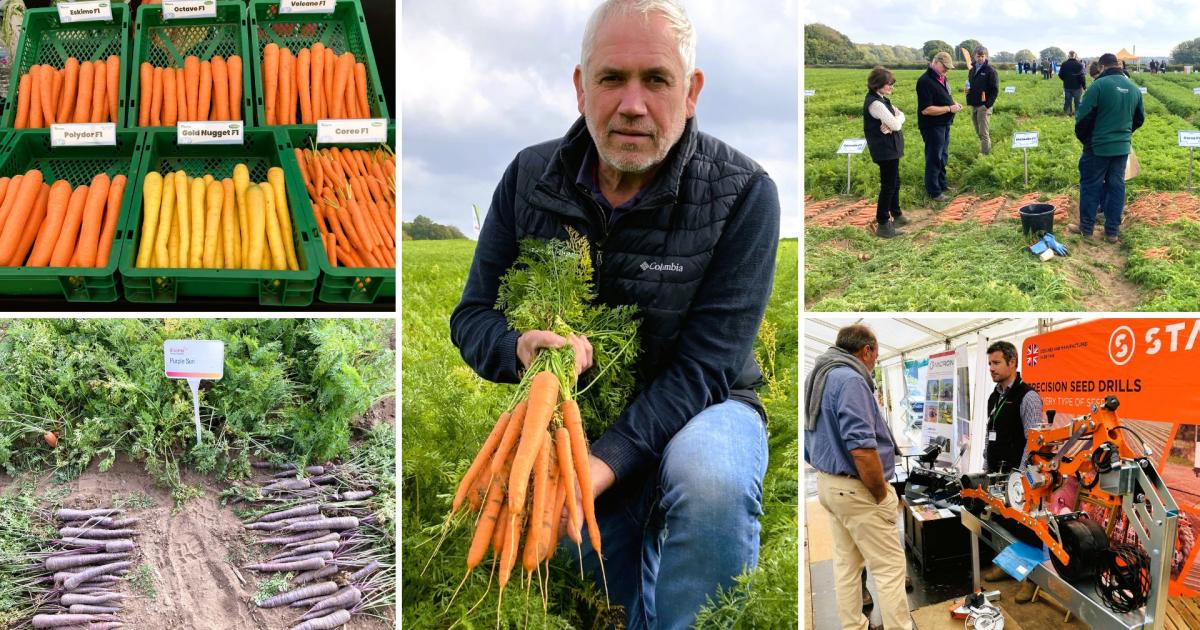British carrot growers see crop innovations at Norfolk demo