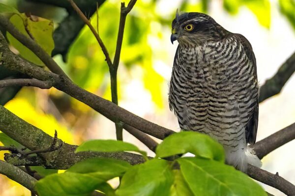 One of UK's smallest birds of prey seen in Leominster