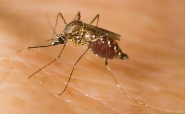 Mosquitoes that can carry serious diseases detected in UK