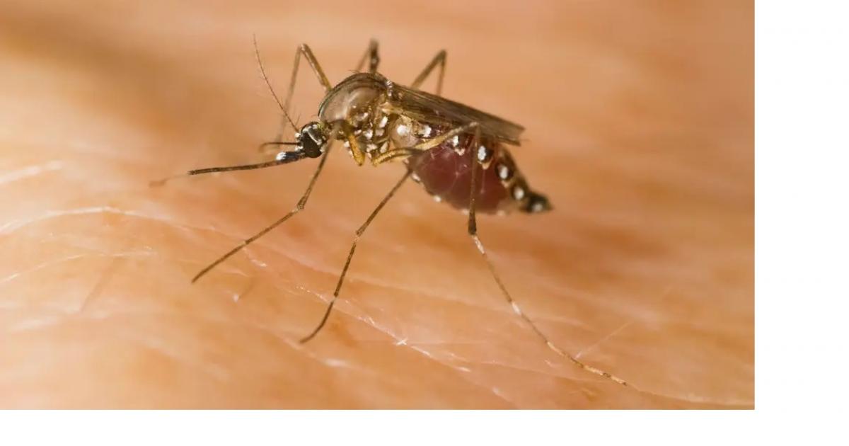 Mosquitoes that can carry serious diseases detected in UK