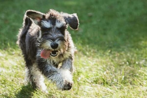 Lake District: Cumbria ranked among top 10 dog-friendly holiday spots
