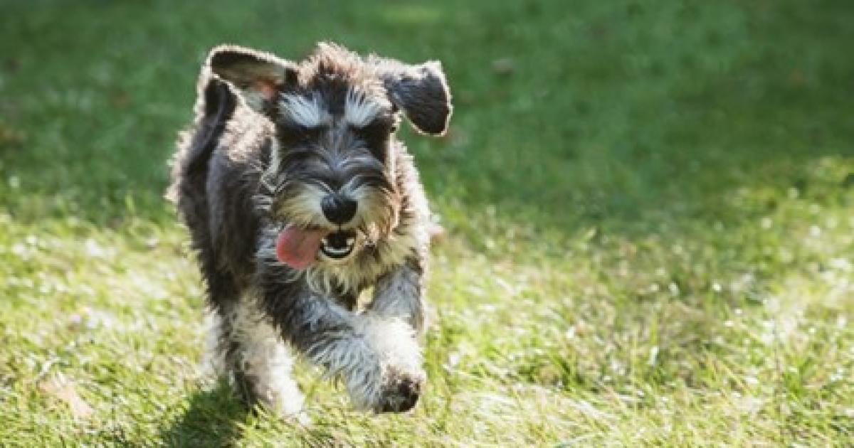 Lake District: Cumbria ranked among top 10 dog-friendly holiday spots