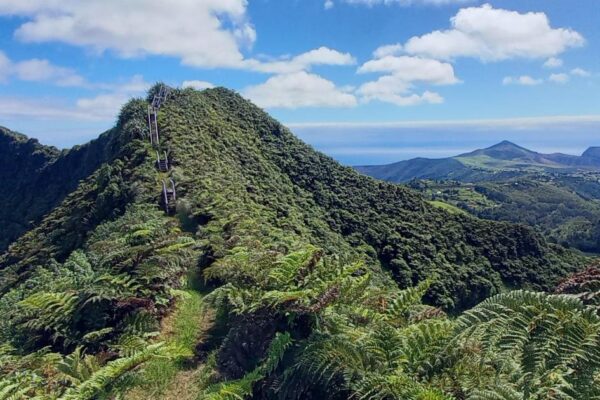 Lemurs, eagles and St Helena’s cloud forest receive UK conservation funding