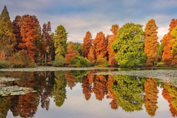 The 'perfect' Kent forest just an hour away from London