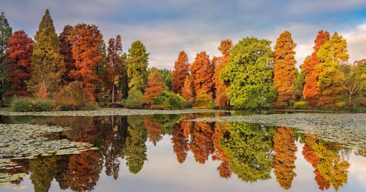 The 'perfect' Kent forest just an hour away from London