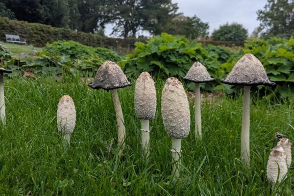 Garden experts embrace fungi as weather conditions encourage autumn bonanza