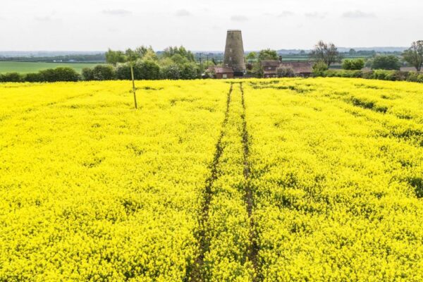 Rapeseed discovery ‘could help solve global protein demand’